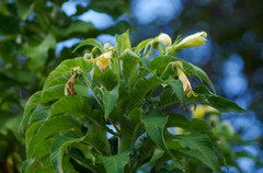 Siphocampylus giganteus