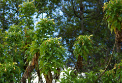 Siphocampylus giganteus