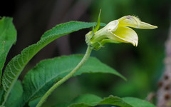 Siphocampylus giganteus