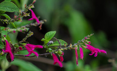 Salvia tortuosa