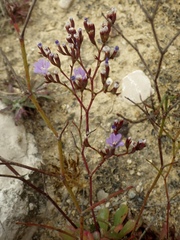 Limonium virgatum
