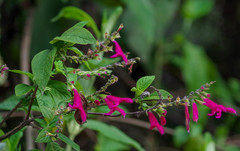 Salvia tortuosa