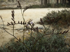 Limonium virgatum