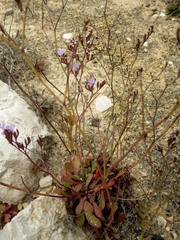 Limonium virgatum