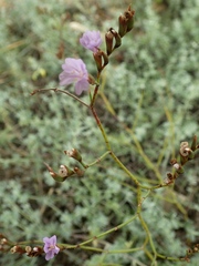 Limonium virgatum