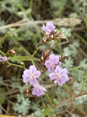 Limonium virgatum