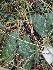 Adenocaulon chilense