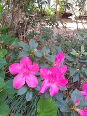 Rhododendron