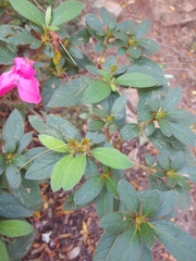 Rhododendron