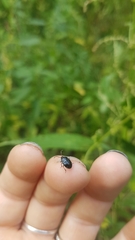 Sehirus cinctus albonotatus