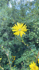 Silphium terebinthinaceum