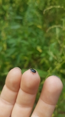 Sehirus cinctus albonotatus