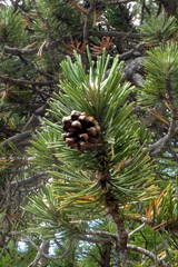 Pinus uncinata