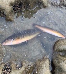 Halichoeres californicus