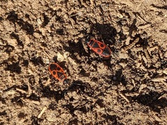 Pyrrhocoris apterus