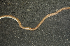 Arizona elegans occidentalis
