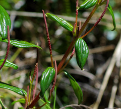 Peperomia rotundata