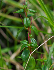 Peperomia rotundata
