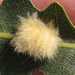 Yellow Wig Gall Wasp - Photo (c) Karlyn H. Lewis, some rights reserved (CC BY-NC), uploaded by Karlyn H. Lewis