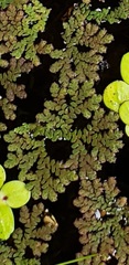 Azolla caroliniana