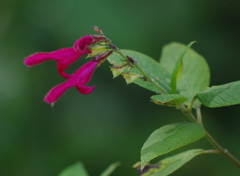 Salvia tortuosa