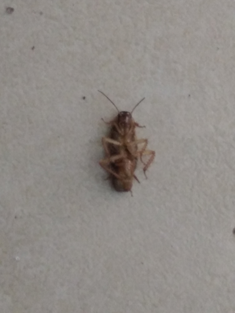 German Cockroach in September 2020 by luis_toscano · iNaturalist
