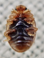Rhyzobius litura
