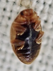 Rhyzobius litura