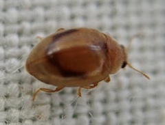 Rhyzobius litura