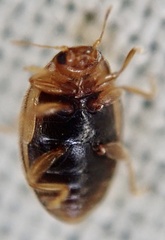 Rhyzobius litura