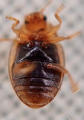 Rhyzobius litura