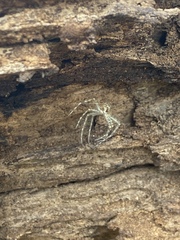 Dolomedes scriptus