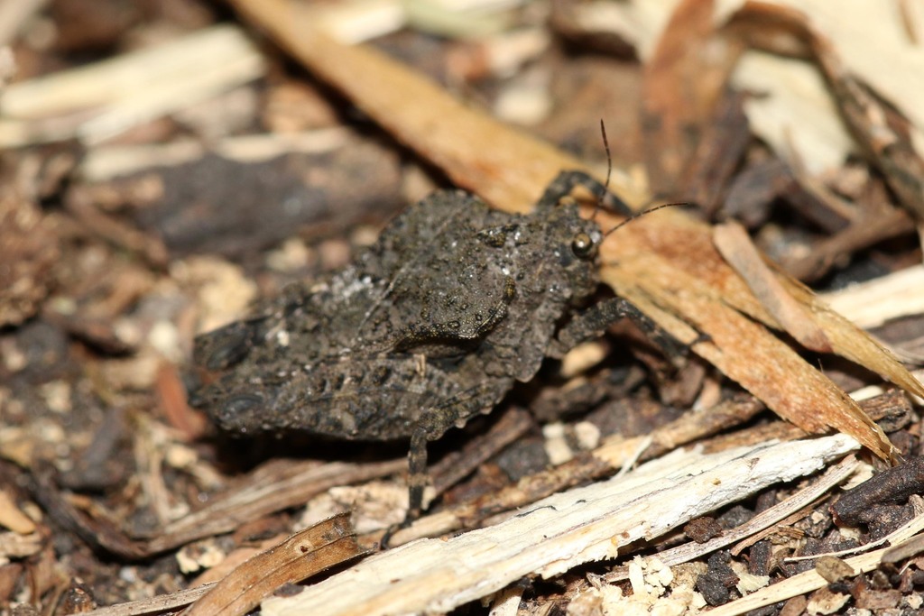 Letsatsi Insect Dasyleurotettix infaustus (Grasshoppers, Locusts and allies of South ...