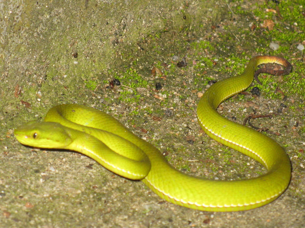 Salazar's Pit Viper from Jalukbari, Guwahati, Assam, India on May 28 ...