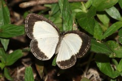 Physcaeneura leda