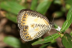 Physcaeneura leda