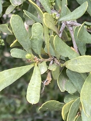 Boscia oleoides