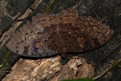 Erebus walkeri