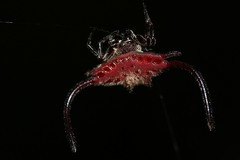 Gasteracantha falcicornis