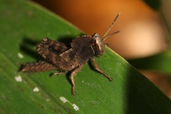 Abisares viridipennis