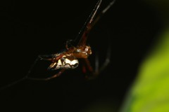 Leucauge medjensis