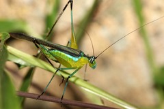 Dioncomena ornata