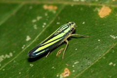 Poecilocarda cosmopolita