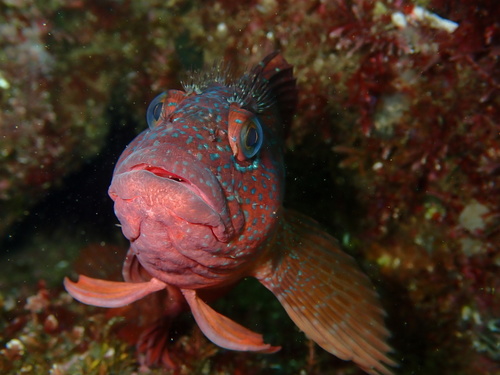 Largemouth blenny (Labrisomus xanti) — Labrisomidae — 2