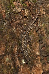 Lygodactylus
