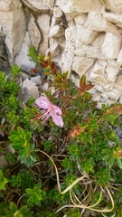 Rhodothamnus chamaecistus