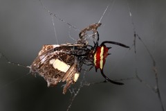 Gasteracantha falcicornis