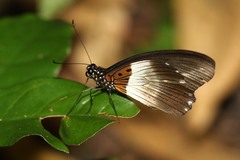 Papilio echerioides