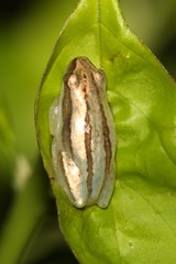 Afrixalus stuhlmanni
