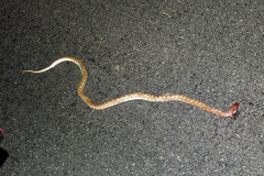 Arizona elegans occidentalis